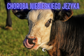 choroba niebieskiego języka.png